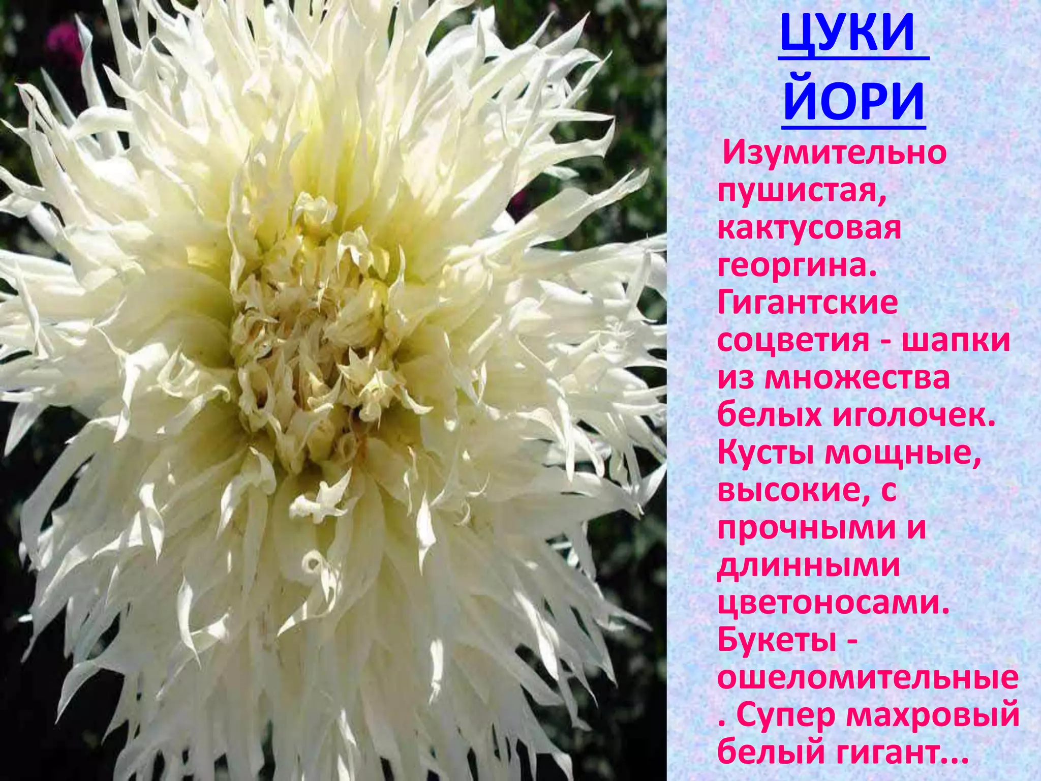 ЦУКИ
ЙОРИ
Изумительно
пушистая,
кактусовая
георгина.
Гигантские
соцветия - шапки
из множества
белых иголочек.
Кусты мощные,
высокие, с
прочными и
длинными
цветоносами.
Букеты -
ошеломительные
. Супер махровый
белый гигант...
 