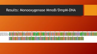 Results: Monooxygenase MmoB/DmpM-DNA
 