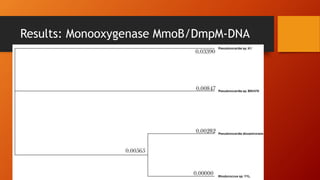 Results: Monooxygenase MmoB/DmpM-DNA
 