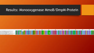 Results: Monooxygenase MmoB/DmpM-Protein
 