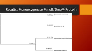 Results: Monooxygenase MmoB/DmpM-Protein
 