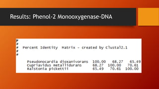 Results: Phenol-2 Monooxygenase-DNA
 