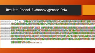 Results: Phenol-2 Monooxygenase-DNA
 