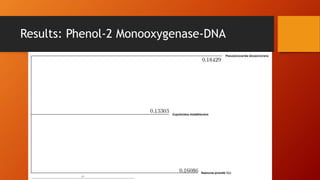 Results: Phenol-2 Monooxygenase-DNA
 