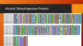Alcohol Dehydrogenase-Protein
 