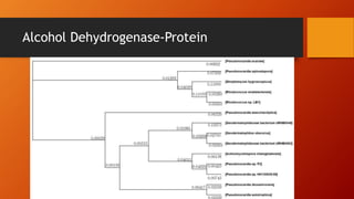 Alcohol Dehydrogenase-Protein
 