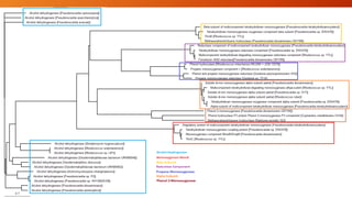 Complete Phylogeny Tree
 