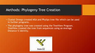 Methods: Phylogeny Tree Creation
• Clustal Omega created MSA and Phylips tree file which can be used
in further programs.
• The phylogeny tree was created using the TreeView Program.
TreeView created the tree from sequences using an Average
Distance % Identity.
 