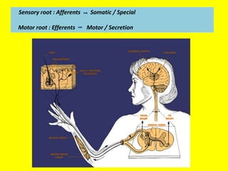 Sensorial Roots Oral biology | PPTX
