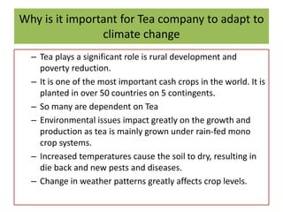 Why is it important for Tea company to adapt to
climate change
– Tea plays a significant role is rural development and
pov...