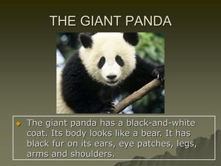 THE GIANT PANDA
 The giant panda has a black-and-white
coat. Its body looks like a bear. It has
black fur on its ears, eye patches, legs,
arms and shoulders.
 
