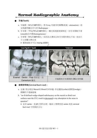 101 級牙放共筆 W5－1
Normal Radiographic Anatomy
● 牙齒(Teeth)
a. 牙釉質：96％的礦物質化，對 X-ray 有最多的稀釋(衰減，attenuation)，故
呈現最明顯且均勻的 Radiopaque。
b. 牙本質：75％(70%)的礦物質化，曝光程度跟骨頭相近，但牙本質較平滑
(smooth)且均質(homogeneous)。
c. 牙骨質：50％的礦物質化，但因為太薄而且和牙本質的對比不高，故在片
子上很難分辨出來
 鄰接面蛀牙可以 tracing 連續性
● 齒頸部照蝕(Cervical burn-out)：
a. 定義：常出現在Mesial和Distal的CEJ處，多呈圈狀(collar)或楔型(wedge)，
模糊的不透線區域
b. “an ill-defined wedge-shaped radiolucency on the mesial or distal root
surfaces near the CEJ, result in decreased x-ray absorption in the areas in
queation”
 並非 caries，是廣泛性的出現。臨床上要辨別是 caries 或是 cervical
burn-out 可用探針去勾
*oral fig10-1 Teeth *internet
Enamel、Dentin、Pulp 很好認，但
Cementum 難見
牙釉質和牙本質間的 DEJ 很明顯
 