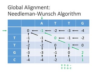 Global Alignment:
Needleman-Wunsch Algorithm
A T T G
0 -1 -2 -3 -4
T -1 -1 0 -1 -2
T -2 -2 0 1 0
G -3 -3 -1 0 2
C -4 -4 -2 -1 1
T T G -
T T G C
 