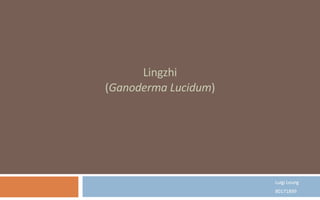 Luigi Leung 80171899 Lingzhi ( Ganoderma Lucidum ) 