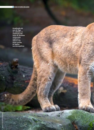 90	 Dezembro · 2014
BIODIVERSIDADE
Erradicação do
uso do fogo
na colheita e a
ampliação das
áreas de florestas
restauradas
explicam o
retorno das
onças-pardas
às regiões
sucroenergéticas
BANCODEDADOSINTERNET
 