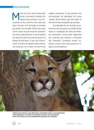 92	 Dezembro · 2014
M
atar ou correr. Esses certamente
serão os primeiros impulsos de
alguém que encontrar uma on-
ça-parda no seu caminho. Pois saiba que
essas não são, nem de longe, as atitudes
que devem ser tomadas. Pense nisso, pois
é bem capaz de esse encontro acontecer
em breve, especialmente se você trabalha
nas áreas de cultivo de cana-de-açúcar no
Estado de São Paulo. É que vem aumen-
tando o número de registro desses felinos
nos canaviais e em matas no entorno de
regiões canavieiras. O que permite uma
recomposição da população de onças
-pardas, ótima notícia, pois elas estão na
lista de animais ameaçados de extinção.
A erradicação do uso do fogo na co-
lheita da cana-de-açúcar no Estado de São
Paulo e a ampliação das áreas de flores-
tas restauradas, muitas delas adjacentes
aos canaviais, que promove a formação
dos chamados “corredores verdes”, ex-
plicam o retorno das onças-pardas às re­
giões sucroenergéticas.
BIODIVERSIDADE
Projeto Cana Conviver visa disseminar orientações sobre os procedimentos
mais adequados a se adotar nas situações em que uma onça-parda
entrar em contato com os trabalhadores agrícolas nos canaviais
ACERVOCORREDORDASONÇAS
 