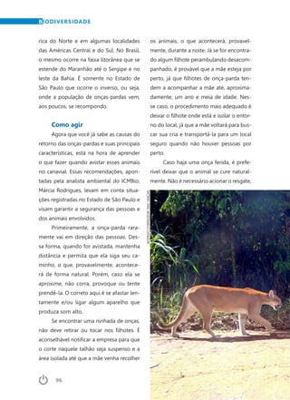 96	 Dezembro · 2014
BIODIVERSIDADE
rica do Norte e em algumas localidades
das Américas Central e do Sul. No Brasil,
o mesmo ocorre na faixa litorânea que se
estende do Maranhão até o Sergipe e no
leste da Bahia. É somente no Estado de
São Paulo que ocorre o inverso, ou seja,
onde a população de onças-pardas vem,
aos poucos, se recompondo.
Como agir
Agora que você já sabe as causas do
retorno das onças-pardas e suas principais
características, está na hora de aprender
o que fazer quando avistar esses animais
no canavial. Essas recomendações, apon-
tadas pela analista ambiental do ICMBio,
Márcia Rodrigues, levam em conta situa-
ções registradas no Estado de São Paulo e
visam garantir a segurança das pessoas e
dos animais envolvidos.
Primeiramente, a onça-parda rara-
mente vai em direção das pessoas. Des-
sa forma, quando for avistada, mantenha
distância e permita que ela siga seu ca-
minho, o que, provavelmente, acontece-
rá de forma natural. Porém, caso ela se
aproxime, não corra, provoque ou tente
prendê-la. O correto aqui é se afastar len-
tamente e/ou ligar algum aparelho que
produza som alto.
Se encontrar uma ninhada de onças,
não deve retirar ou tocar nos filhotes. É
aconselhável notificar a empresa para que
o corte naquele talhão seja suspenso e a
área isolada até que a mãe venha recolher
os animais, o que acontecerá, provavel-
mente, durante a noite. Já se for encontra-
do algum filhote perambulando desacom-
panhado, é provável que a mãe esteja por
perto, já que filhotes de onça-parda ten-
dem a acompanhar a mãe até, aproxima-
damente, um ano e meia de idade. Nes-
se caso, o procedimento mais adequado é
deixar o filhote onde está e isolar o entor-
no do local, já que a mãe voltará para bus-
car sua cria e transportá-la para um local
seguro quando não houver pessoas por
perto.
Caso haja uma onça ferida, é prefe-
rível deixar que o animal se cure natural-
mente. Não é necessário acionar o resgate,
ACERVOCORREDORDASONÇAS
 