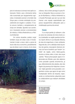 97
Se uma onça-parda
for avistada, o ideal
é manter distância
e permitir que ela
siga seu caminho
pois na natureza os animais mais aptos so-
brevivem. Porém, caso o ferimento tenha
sido ocasionado por equipamentos agrí-
colas, é necessário acionar o Corredor das
Onças para a correta orientação do pro-
cedimento de resgate e cuidados. É mui-
to comum, também, o atropelamento de
onças em estradas. Quando isso aconte-
cer, é necessário acionar a concessionária
da rodovia, a Polícia Rodoviária ou a Polí-
cia Ambiental.
Em outras situações, podem surgir
também onças em áreas rurais. O funda-
mental é isolar a área e abrir a porta do
local onde ela se encontra, possibilitando
que ela deixe-o por si mesma. Já em áreas
urbanas, não se deve persegui-la para fil-
mar ou fotografar. Deve-se acionar o Cor-
po de Bombeiros, a Polícia Ambiental ou
a Guarda Municipal, que por sua vez irão
chamar uma equipe especializada que
possui equipamentos adequados para a
imobilização química do animal.
Casos
E as onças-pardas já voltaram a dar
as caras nos canaviais da Usina Santa Lú-
cia, localizados na região paulista de Ara-
ras. Quem afirma é Luiz Eduardo Oliveira,
da área de engenharia e meio ambiente.
Segundo ele, com a abolição total da prá-
tica da queima, ressurgiram diversos ani-
mais da fauna brasileira que haviam “su-
mido” da região, como lobos-guarás,
tucanos e cobras, além, é claro, das onças
-pardas. “Nossa preocupação agora é re-
lacionada aos filhotes, pois não sabemos
como proceder quando encontrá-los, já
que, diferentemente dos adultos, eles não
fogem da presença de máquinas e huma-
nos”. Após aprender como proceder, o en-
genheiro contou que agora irá agir como
multiplicador dentro da empresa, repas-
sando os conhecimentos adquiridos para
os colaboradores que realizam atividades
no campo.
 