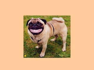 2. Siempre sonría espontánea y genuinamente