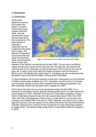 6
1. Introduction
1.1 Ostrea edulis
Ostrea edulis
(otherwise known as
the European flat
oyster) is a bivalve
mollusc with an oval,
irregular shell (FAO
2004). The shell
consists of two valves
that are hinged along
the mid-dorsal line. The
hinge ligament is
organised in
conjunction with the
sculpturing of the dorsal
valve margins. The
ligament is subjected to
compression when the
valves are closed and
elastic recoil causes the
valves to open upon
relaxation of the adductor muscles (Harrison & Kohn 1997). The two valves are different
shapes, the left valve concave and the right valve flat. The right valve sits inside the left
valve and acts as a lid. Individuals can grow to large sizes (>20 cm) and can live up to 20
years old. O. edulis can be found along the Western European coast from Norway to
Morocco and in the Mediterranean basin (figure 1). Populations can also be observed along
the eastern coast of the USA from Maine to Rhode Island (FAO 2004).
O. edulis populations can be found inhabiting muddy-sand, muddy-gravel and rock substrata
in shallow coastal waters at depths up to 20 m. Populations can also be found in estuaries
and can tolerate salinities as low as 23‰. Individuals feed by filtering phytoplankton and
other particulate material from the water column (Lapège et al. 2007).
The European flat oyster has an unusual reproductive biology (da Silva 2009). It is a
larviparous and protandric species, generally changing gender twice in a single reproductive
cycle (Lapège et al. 2007). Individuals first mature as a male before undergoing a regular
rhythm of alternating between female and male sexual phases (Sparck 1925; Orton 1927,
1933; Cole 1942). Gametogenesis of both sexes in a single follicle is common due to this
changing of sex (Galtsoff 1964; Pascual et al. 1989). Individuals can produce up to 1 million
eggs per spawning, which are released into the pallial cavity where they become fertilised by
externally released sperm. Embryos are then brooded for 8-10 days before being released
as pelagic larvae. This dispersal stage usually lasts 8-10 days before settlement (Lapège et
al. 2007).
Figure 1. Distribution of O. edulis in Europe (Jaziri 1990).
 