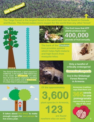 Only a handful of
critically endangered
Did You Know?
The fruit trees that ATP
plants produce over
Of the approximately
3,600
are found
nowhere else on earth.
123
plant species in Armenia,
It takes about two trees to make
enough oxygen for one person to
live every year.
The Taiga Forest is the largest forest in the world and can be found in Canada
and Russia. This forest makes more oxygen for the world than any other forest!
3
pounds of fruit annually.
400,000
The General Sherman, a giant sequoia in
California, is the biggest AND tallest tree
in the world. At 275 feet tall, it’s taller
than 22 male African elephants standing
on top of one another and at 30 feet wide,
it’s wider than 4 school buses!
365seeds
Armenian tradition
says that there are
representing every
day of the year.
in one
pomegranate
The bark of the Cinchona
tree provides quinine
which helps fight malaria
and high fevers from
mosquito bites.
Caucasian Leopards
live in the Shikahogh
Forest Reserve
in Armenia.
© HEIKE RAU/DREAMSTIME
© ZASTAVKIN/DREAMSTIME
© WWF ALEXANDER MALKHASYAN
 