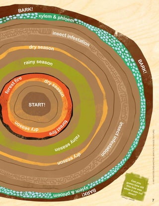 fores
t fire
fore
stfire
rainy season
rai
nyseason
dry se
ason
dry season
dryseason
dryseason
insect infestation
insectinfestation
xylem & phloem
BARK!
BARK!
BARK!
xylem&phloem
Can youguess how old
this tree was
when it was cutdown?
START!
7answer:fifteen
©MRTWISTER/DREAMSTIME(BIRCHPLYWOODTEXTURE)
 