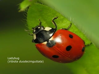 Ladybug
(Vibidia duodecimguttata)
 