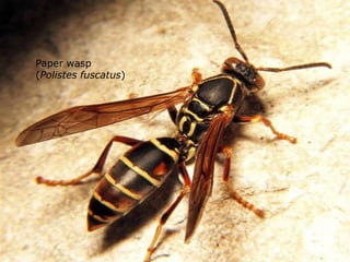 Paper wasp
(Polistes fuscatus)
 