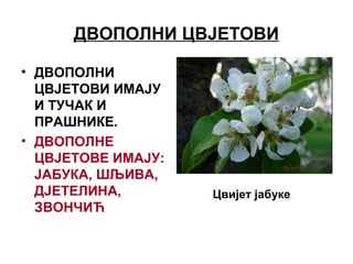 ДВОПОЛНИ ЦВЈЕТОВИ
• ДВОПОЛНИ
ЦВЈЕТОВИ ИМАЈУ
И ТУЧАК И
ПРАШНИКЕ.
• ДВОПОЛНЕ
ЦВЈЕТОВЕ ИМАЈУ:
ЈАБУКА, ШЉИВА,
ДЈЕТЕЛИНА,
ЗВОНЧИЋ
Цвијет јабуке
 