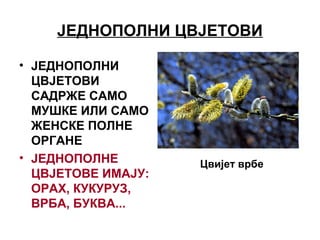 ЈЕДНОПОЛНИ ЦВЈЕТОВИ
• ЈЕДНОПОЛНИ
ЦВЈЕТОВИ
САДРЖЕ САМО
МУШКЕ ИЛИ САМО
ЖЕНСКЕ ПОЛНЕ
ОРГАНЕ
• ЈЕДНОПОЛНЕ
ЦВЈЕТОВЕ ИМАЈУ:
ОРАХ, КУКУРУЗ,
ВРБА, БУКВА...
Цвијет врбе
 