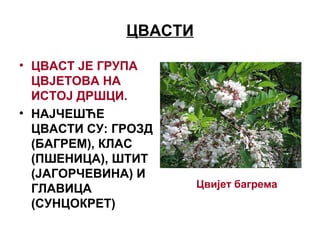 ЦВАСТИ
• ЦВАСТ ЈЕ ГРУПА
ЦВЈЕТОВА НА
ИСТОЈ ДРШЦИ.
• НАЈЧЕШЋЕ
ЦВАСТИ СУ: ГРОЗД
(БАГРЕМ), КЛАС
(ПШЕНИЦА), ШТИТ
(ЈАГОРЧЕВИНА) И
ГЛАВИЦА
(СУНЦОКРЕТ)
Цвијет багрема
 