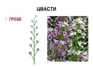 ЦВАСТИ
• ГРОЗД
 