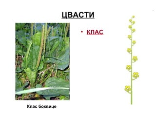 ЦВАСТИ
• КЛАС
Клас боквице
 