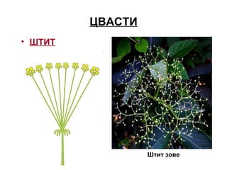 ЦВАСТИ
• ШТИТ
Штит зове
 