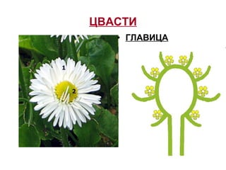 ЦВАСТИ
• ГЛАВИЦА
 