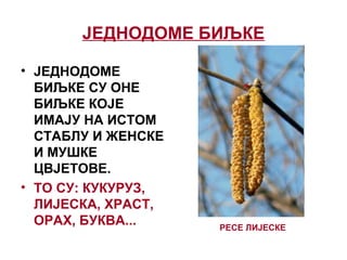 ЈЕДНОДОМЕ БИЉКЕ
• ЈЕДНОДОМЕ
БИЉКЕ СУ ОНЕ
БИЉКЕ КОЈЕ
ИМАЈУ НА ИСТОМ
СТАБЛУ И ЖЕНСКЕ
И МУШКЕ
ЦВЈЕТОВЕ.
• ТО СУ: КУКУРУЗ,
ЛИЈЕСКА, ХРАСТ,
ОРАХ, БУКВА... РЕСЕ ЛИЈЕСКЕ
 