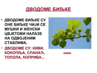 ДВОДОМЕ БИЉКЕ
• ДВОДОМЕ БИЉКЕ СУ
ОНЕ БИЉКЕ ЧИЈИ СЕ
МУШКИ И ЖЕНСКИ
ЦВЈЕТОВИ НАЛАЗЕ
НА ОДВОЈЕНИМ
СТАБЛИМА.
• ДВОДОМЕ СУ: КИВИ,
КОНОПЉА, СПАНАЋ,
ТОПОЛА, КОПРИВА...
киви
 