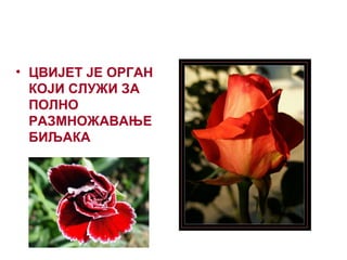 • ЦВИЈЕТ ЈЕ ОРГАН
КОЈИ СЛУЖИ ЗА
ПОЛНО
РАЗМНОЖАВАЊЕ
БИЉАКА
 