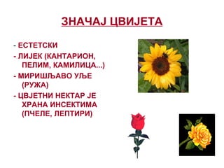 ЗНАЧАЈ ЦВИЈЕТА
- ЕСТЕТСКИ
- ЛИЈЕК (КАНТАРИОН,
ПЕЛИМ, КАМИЛИЦА...)
- МИРИШЉАВО УЉЕ
(РУЖА)
- ЦВЈЕТНИ НЕКТАР ЈЕ
ХРАНА ИНСЕКТИМА
(ПЧЕЛЕ, ЛЕПТИРИ)
 