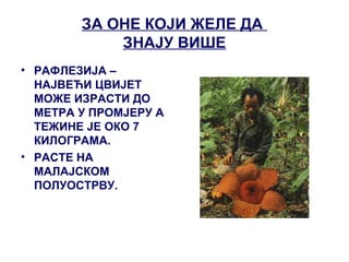 ЗА ОНЕ КОЈИ ЖЕЛЕ ДА
ЗНАЈУ ВИШЕ
• РАФЛЕЗИЈА –
НАЈВЕЋИ ЦВИЈЕТ
МОЖЕ ИЗРАСТИ ДО
МЕТРА У ПРОМЈЕРУ А
ТЕЖИНЕ ЈЕ ОКО 7
КИЛОГРАМА.
• РАСТЕ НА
МАЛАЈСКОМ
ПОЛУОСТРВУ.
 