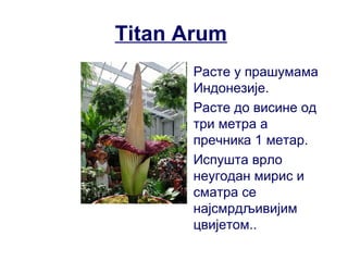 Titan Arum
• Расте у прашумама
Индонезије.
• Расте до висине од
три метра а
пречника 1 метар.
• Испушта врло
неугодан мирис и
сматра се
најсмрдљивијим
цвијетом..
 