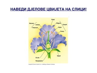 НАВЕДИ ДЈЕЛОВЕ ЦВИЈЕТА НА СЛИЦИ!
 