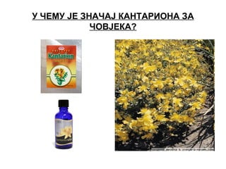У ЧЕМУ ЈЕ ЗНАЧАЈ КАНТАРИОНА ЗА
ЧОВЈЕКА?
 
