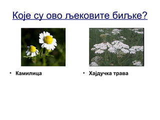 Које су ово љековите биљке?
• Камилица • Хајдучка трава
 