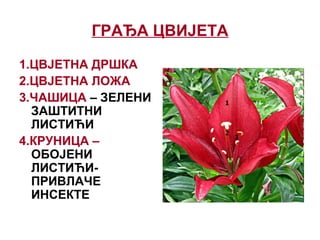 ГРАЂА ЦВИЈЕТА
1.ЦВЈЕТНА ДРШКА
2.ЦВЈЕТНА ЛОЖА
3.ЧАШИЦА – ЗЕЛЕНИ
ЗАШТИТНИ
ЛИСТИЋИ
4.КРУНИЦА –
ОБОЈЕНИ
ЛИСТИЋИ-
ПРИВЛАЧЕ
ИНСЕКТЕ
 
