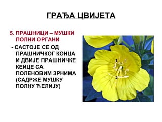 ГРАЂА ЦВИЈЕТА
5. ПРАШНИЦИ – МУШКИ
ПОЛНИ ОРГАНИ
- САСТОЈЕ СЕ ОД
ПРАШНИЧКОГ КОНЦА
И ДВИЈЕ ПРАШНИЧКЕ
КЕИЦЕ СА
ПОЛЕНОВИМ ЗРНИМА
(САДРЖЕ МУШКУ
ПОЛНУ ЋЕЛИЈУ)
 