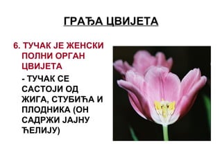 ГРАЂА ЦВИЈЕТА
6. ТУЧАК ЈЕ ЖЕНСКИ
ПОЛНИ ОРГАН
ЦВИЈЕТА
- ТУЧАК СЕ
САСТОЈИ ОД
ЖИГА, СТУБИЋА И
ПЛОДНИКА (ОН
САДРЖИ ЈАЈНУ
ЋЕЛИЈУ)
 