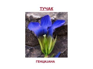ТУЧАК
ГЕНЦИЈАНА
 