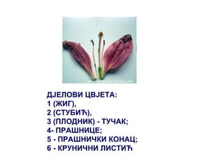 ДJЕЛОВИ ЦВJЕТА:
1 (ЖИГ),
2 (СТУБИЋ),
3 (ПЛОДНИК) - ТУЧАК;
4- ПРАШНИЦЕ;
5 - ПРАШНИЧКИ КОНАЦ;
6 - КРУНИЧНИ ЛИСТИЋ
 