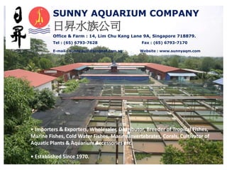 • Importers & Exporters, Wholesaler, Distributor, Breeder of Tropical Fishes,
Marine Fishes, Cold Water Fishes, Marine Invertebrates, Corals, Cultivator of
Aquatic Plants & Aquarium Accessories etc.
• Established Since 1970.
SUNNY AQUARIUM COMPANY
日昇水族公司
Office & Farm : 14, Lim Chu Kang Lane 9A, Singapore 718879.
Tel : (65) 6793-7628 Fax : (65) 6793-7170
E-mail : sunnyaqm@singnet.com.sg Website : www.sunnyaqm.com
 
